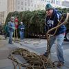 Photos: Murdered Tree Now Propped Up At Rock Center For Your Christmas Amusement